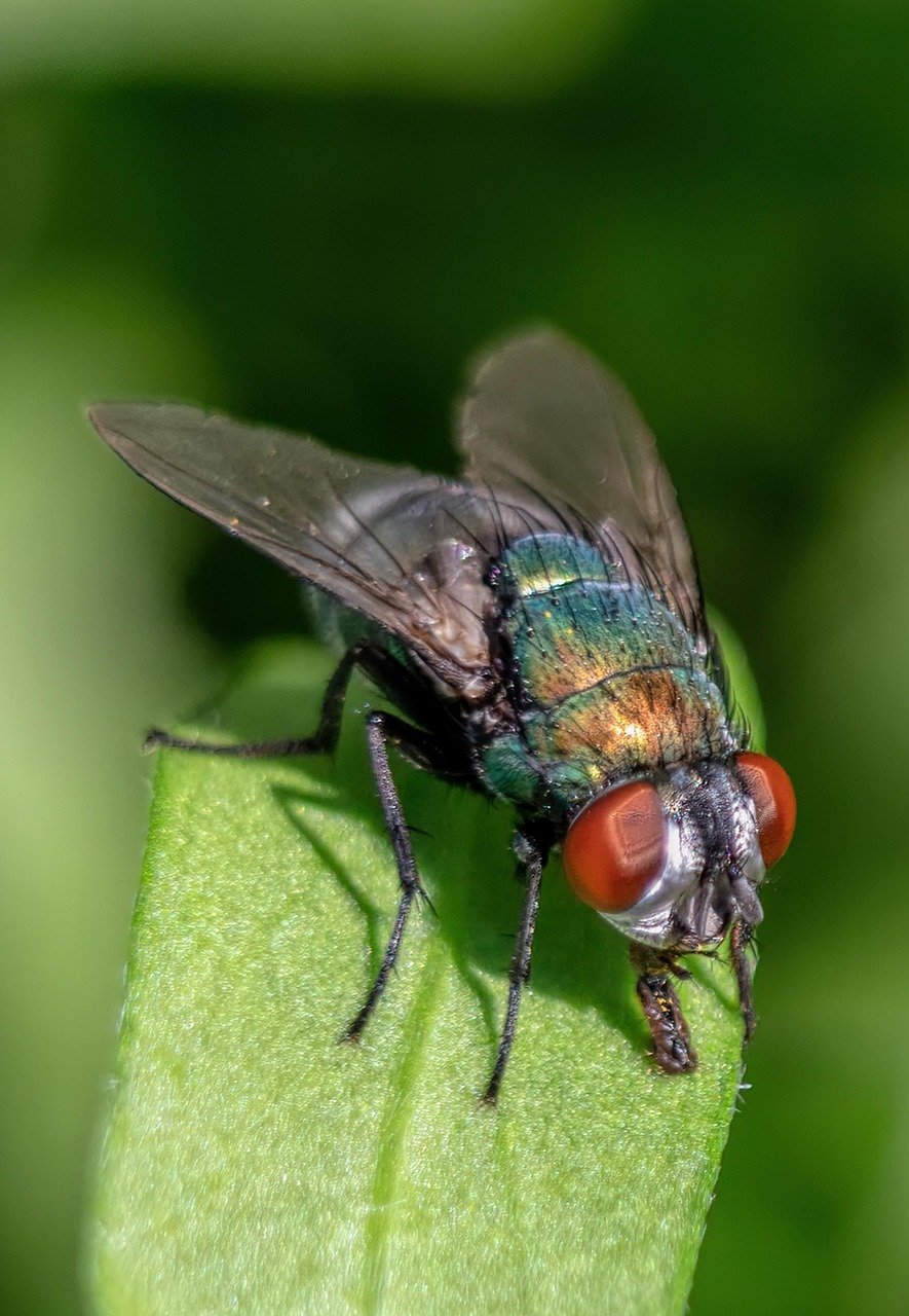 Fly Pest Control Mumbai
