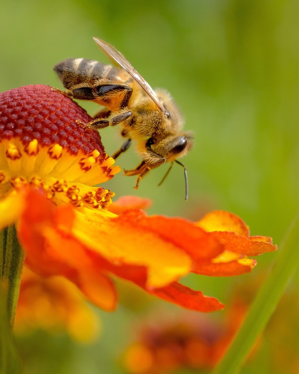 Honey Bee Pest Control Mumbai