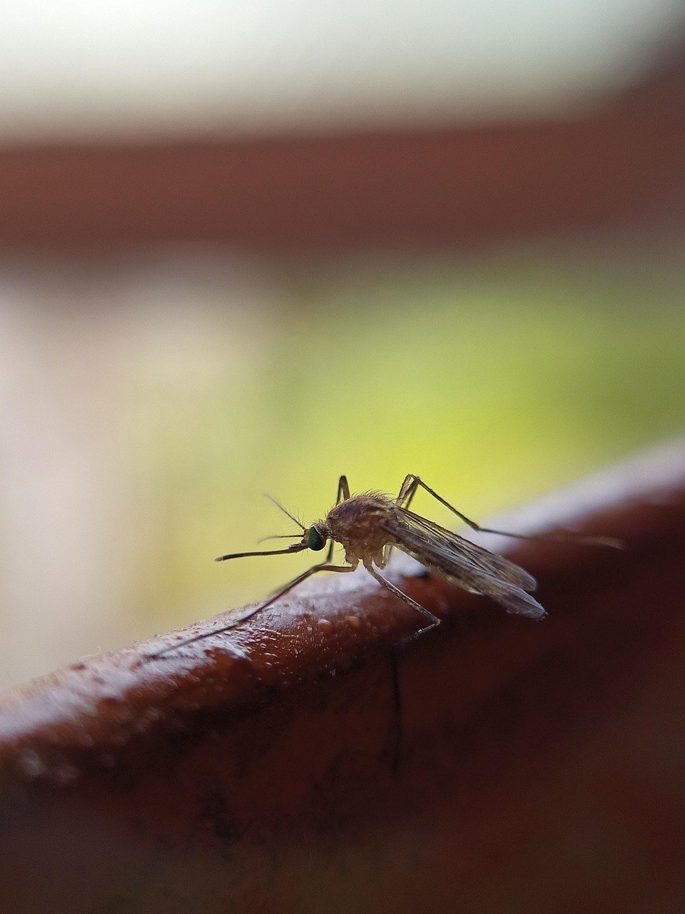 Mosquito Pest Control Mumbai